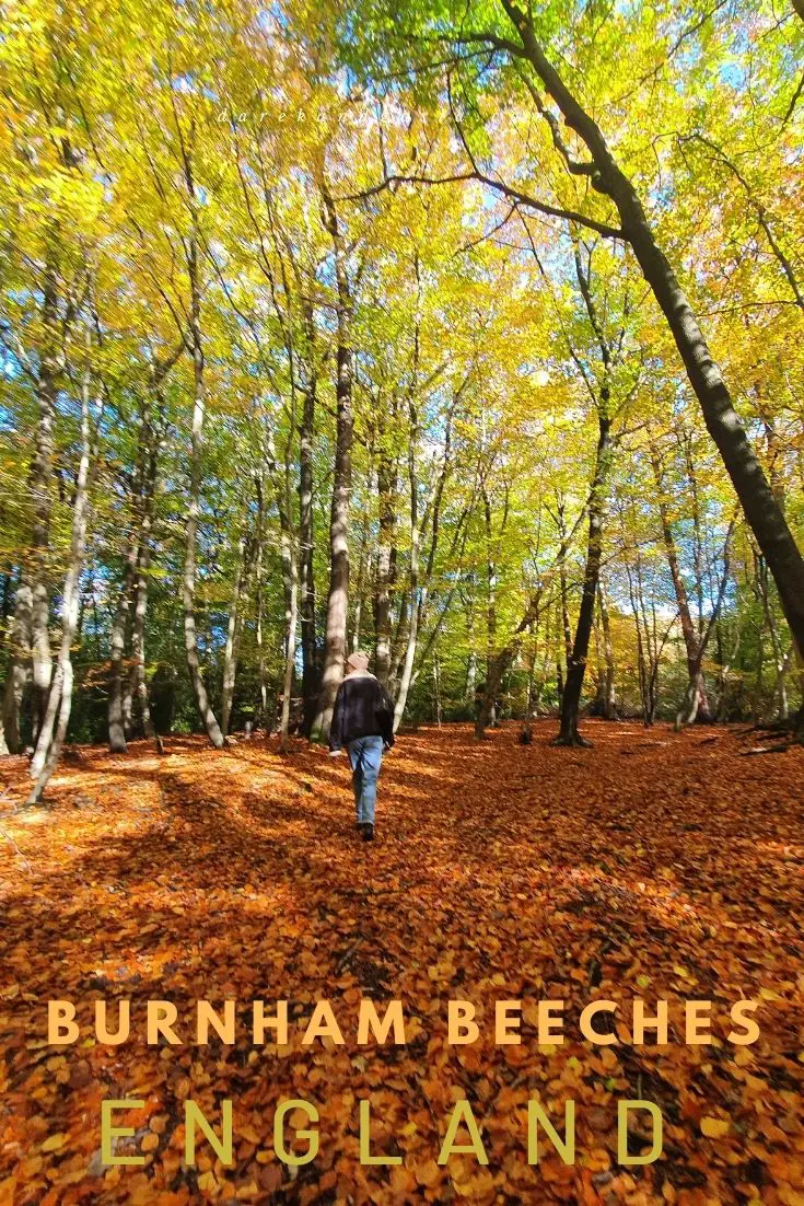 Burnham Beeches walks England's Top Ancient Woodland!